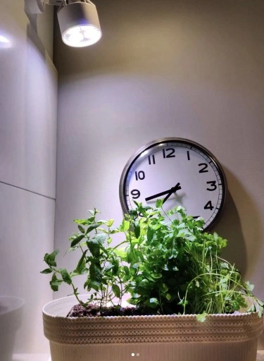 VERTICANA Żarówka do doświetlania roślin 35W czarna 45° oświetla z 2m