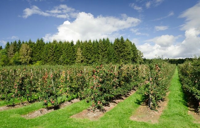 GALLUP 5L 360SL Glifosat hebicyd totalny