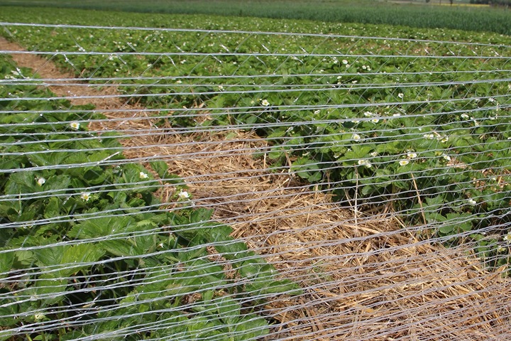 Siatka Do Paletowania Ręcznego 0,5x500m Mocna Owijania Palet Warzyw 3,2g