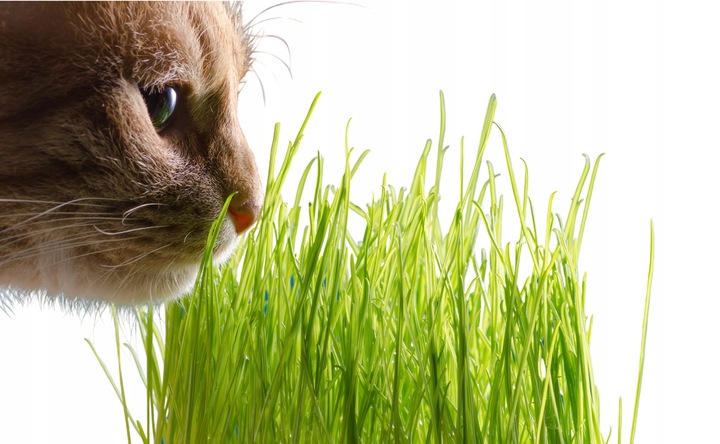 2x EKO Trawka Dla Kota Trawa Odkłaczająca Przysmak EKOLOGICZNA WYROŚNIĘTA