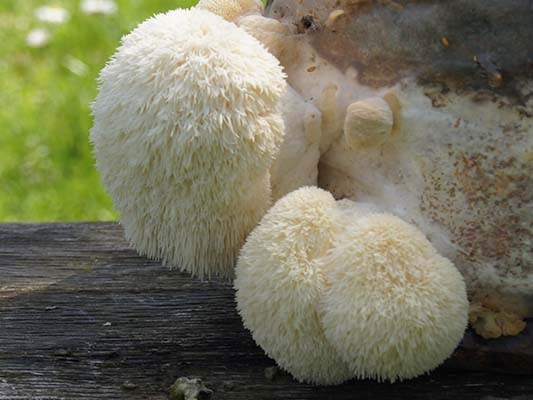 SOPLÓWKA JEŻOWATA– susz 100g