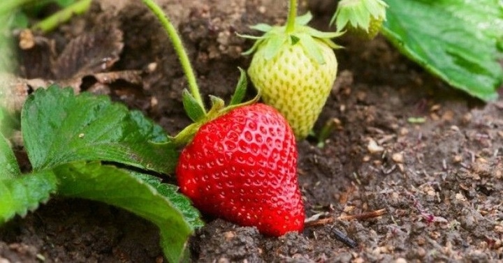 Linia kroplująca Z KOMPENSACJĄ nawadnianie kropelkowe 50m+56el. mocny wąż