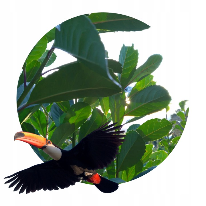 Yerba Mate Green Energia 2x500g 1kg Guarana MOC