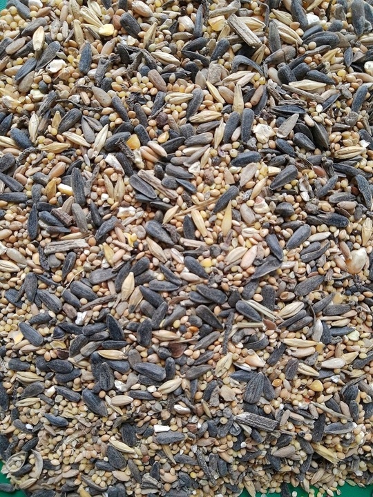 KARMNIKI DLA PTAKÓW PLASTIKOWE KARMNIK WISZĄCY DO KARMY I SŁONECZNIKA