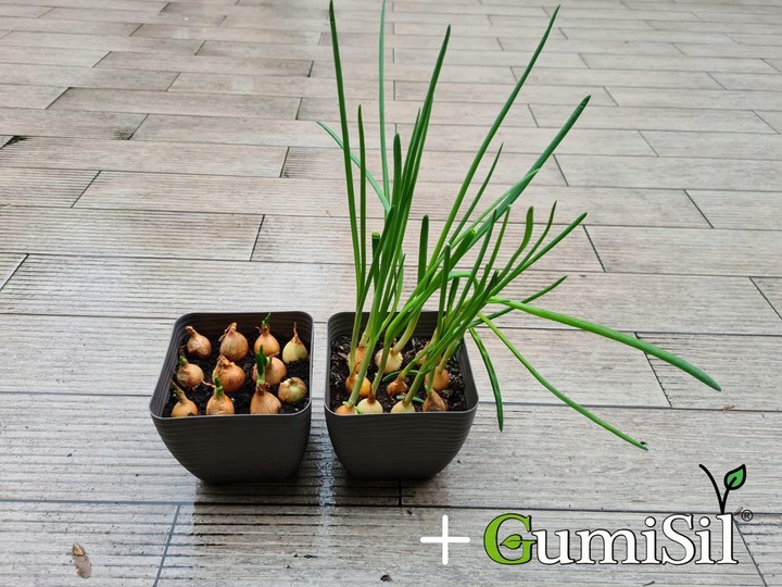 STYMULATOR DO WARZYW GUMISIL TRICHODERMA ROZSADY! EKO NAWÓZ BIOLOGICZNY TOP