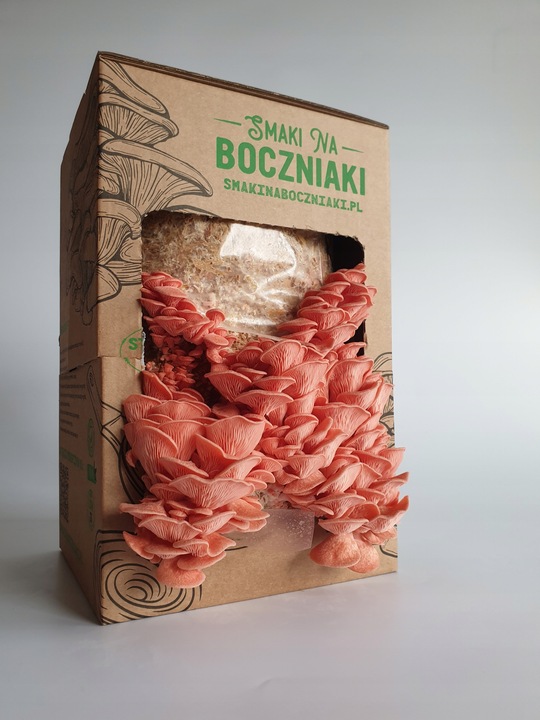 Grzybnia do uprawy domowej boczniak różowy