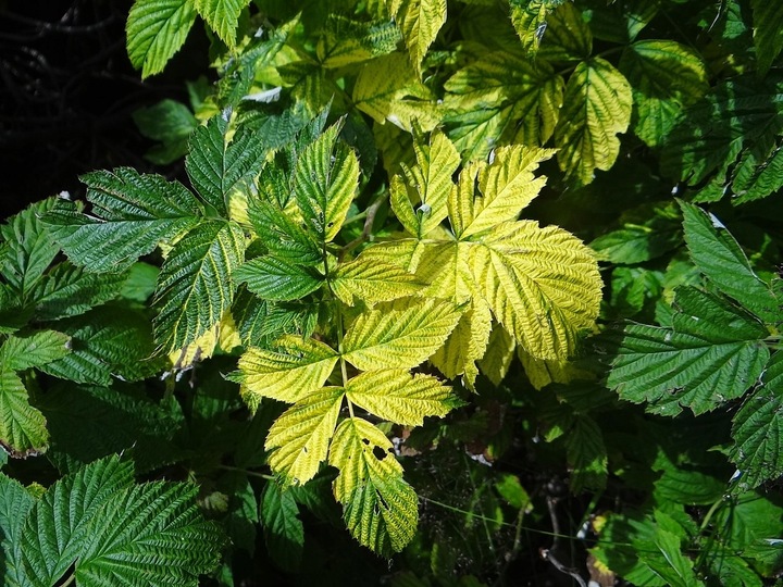 Siarczan Żelaza Sześciowodny Nawóz dla Roślin 10 KG