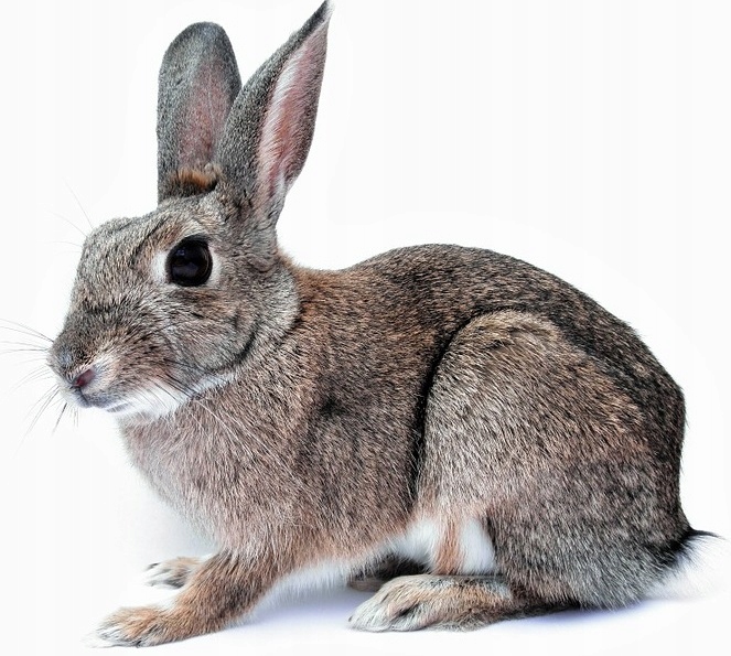 Karma pasza dla królików z kokcydiostatykiem 25 kg