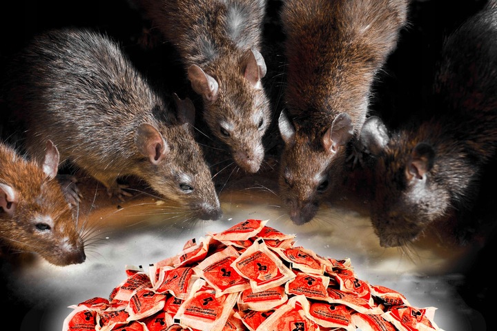 STRONG TRUTKA PASTA na GRYZONIE 3 kg bromadiolon