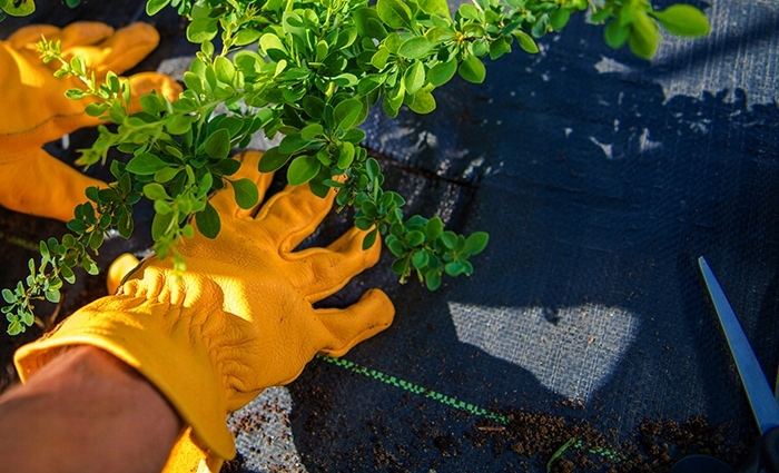 AGROTKANINA 135g 1,6x50m agrowłóknina PREMIUM UV 3% mocna czarna mata+kotwy