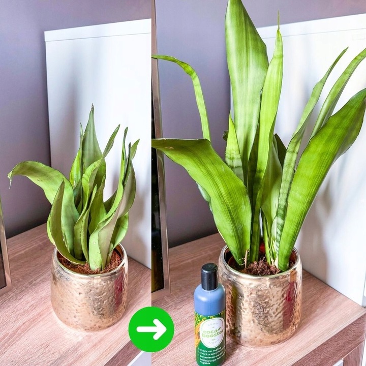 CocaBooster - STYMULATOR WZROSTU - Nawóz Odżywka Specjalistyczny Preparat