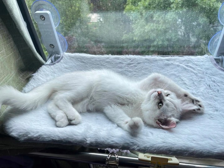 Hamak dla kota do okna – legowisko 52×30, idealne do obserwacji otoczenia!