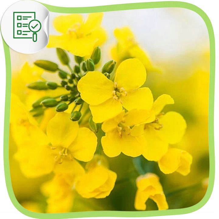 Olej rzepakowy tłoczony na zimno naturalny zdrowy VitaFarm smaczny 5L