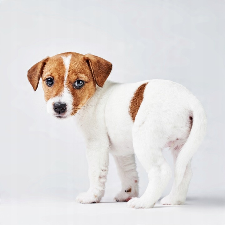 VETERAL SUPLEMENT NA WSPARCIE WĄTROBY DLA PSA suplement na wątrobę