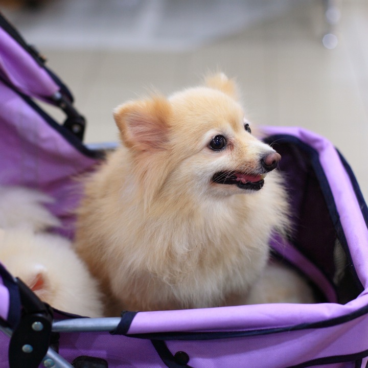 WÓZEK SPACEROWY DLA PSA KOTA Z PODUSZKĄ SKŁADANY TRANSPORTER 20 KG CZARNY