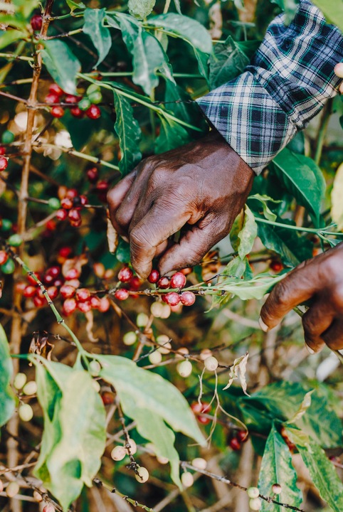 Kawa BEZKOFEINOWA MEKSYK 100% ARABICA ziarnista Świeżo Palona Do Ekspresu