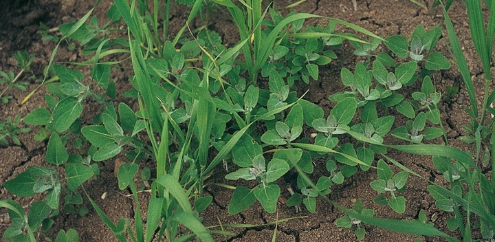 ROUNDUP RANDAP NA CHWASTY chwastobójczy glifosat koncentrat 2x1L BAYER