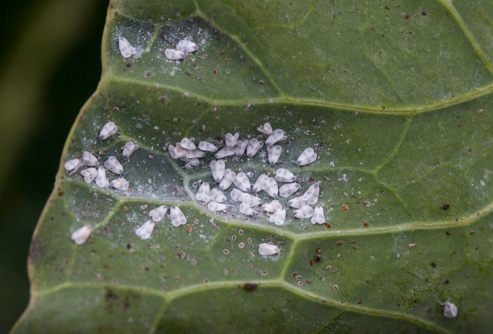 NeemAzal zwalcza ziemiórki stonkę mszyce owady ssące gryzące minujące 50ml