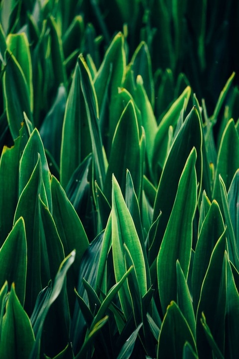 DETOX BIO OCZYSZCZANIE chlorella SPIRULINA ekologiczny Nature's finest 125g