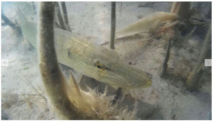 KAMERA WĘDKARSKA PODWODNA 180PR LUCKY 20m /+8GB