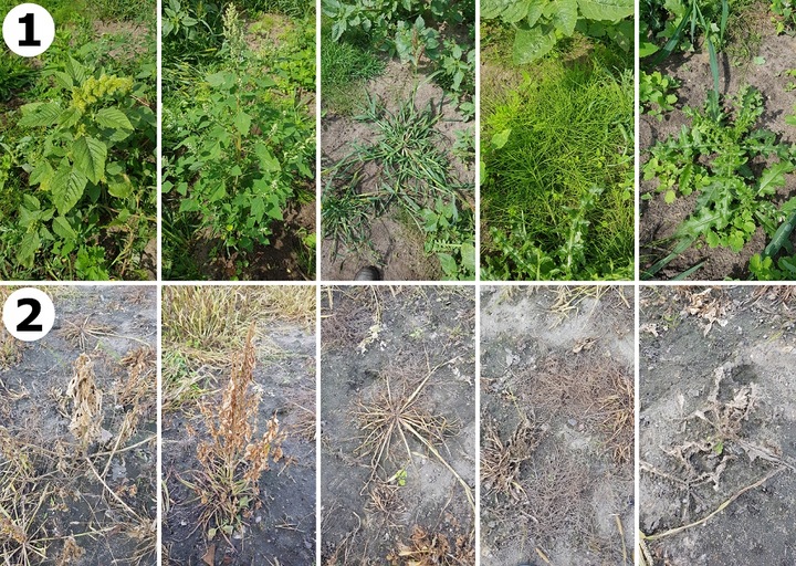 ORKAN 350SL 1L ŚRODEK CHWASTOBÓJCZY CHWASTY SKRZYP PERZ MNISZEK +RĘKAWICZKI