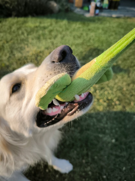 VITAR Veterinae Mineral Forte 500 g - dla mocnych i zdrowych zębów i kości