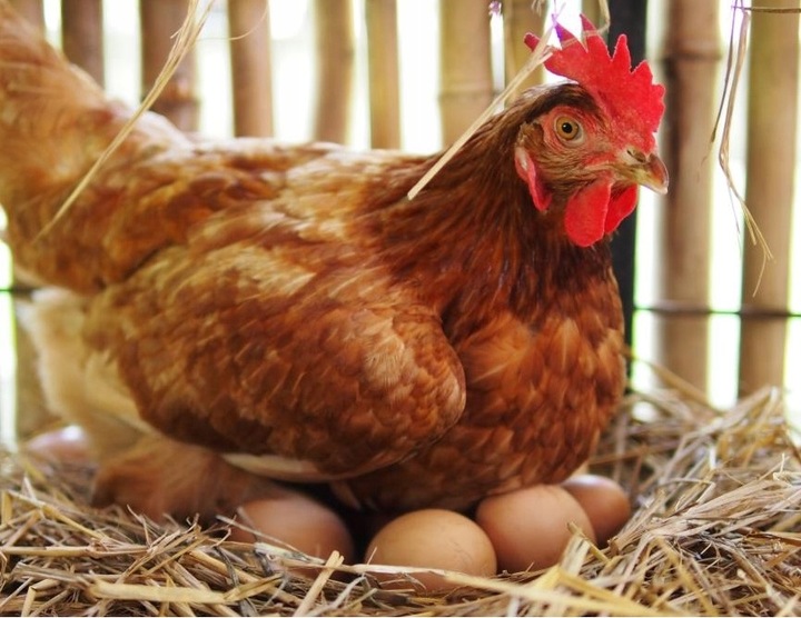 PASZA DLA KUR NIOSEK Kokoszka Smakoszka SYPKA Kury dzióbią AŻ KORYTKO PĘKA!