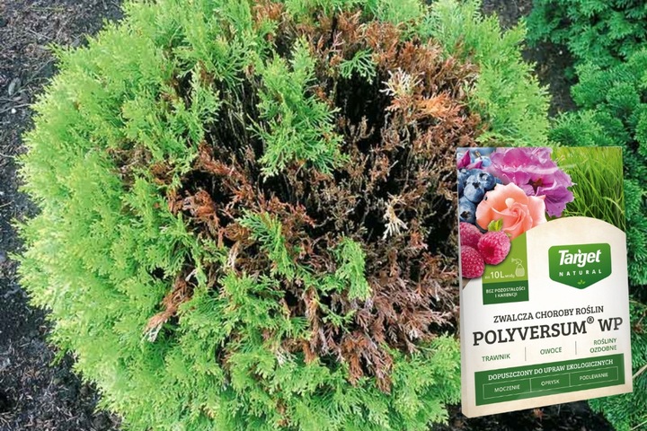 TARGET POLYVERSUM naturalna walka z grzybami P. oliganrum grzybobójczy 10g