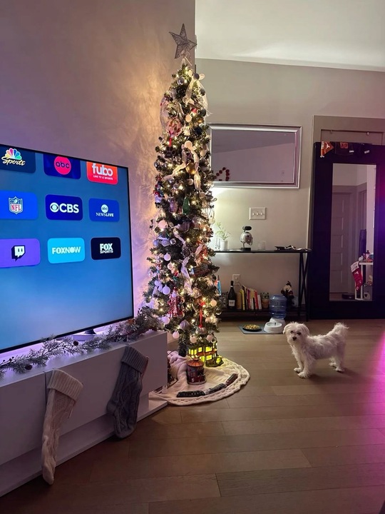 Choinki Marzeń CHOINKA SLIM ŚWIERK TATRZAŃSKI *PREMIUM* 100cm + GRATIS