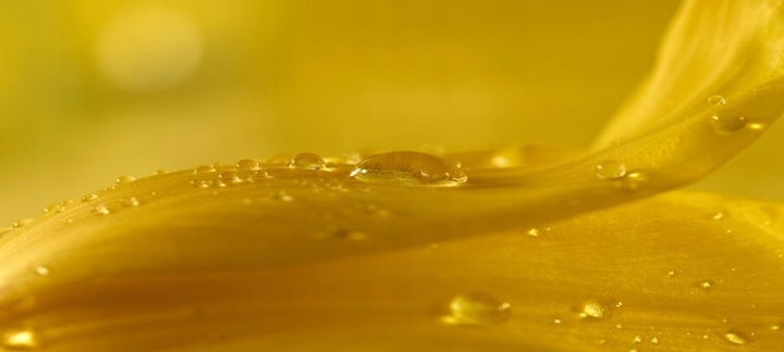 Proton Labs - Colostrum Liofilizowane 45% immunoglobulin 1000 mg | 60 kaps.