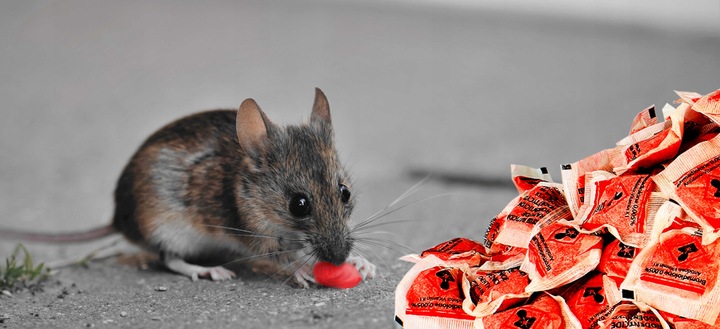 STRONG TRUTKA PASTA na GRYZONIE 3 kg bromadiolon