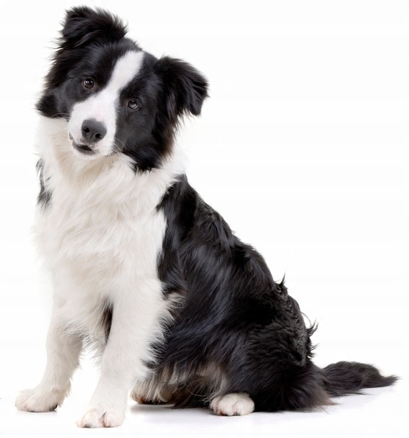 Olej z Łososia Ryb Salmon Oil 2x1L dla Psa i Kota