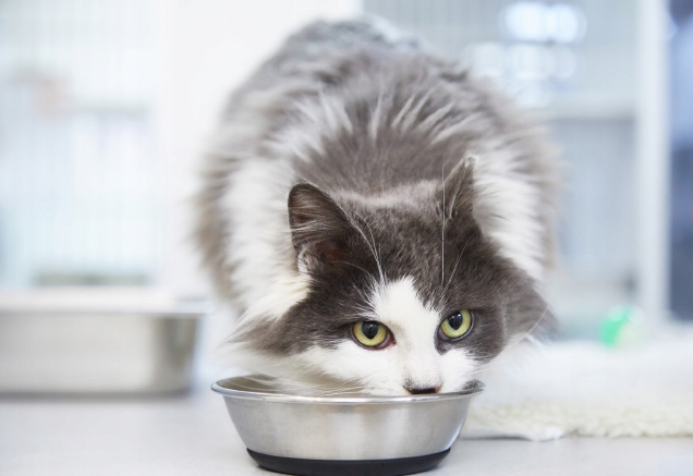 DOLINA NOTECI Premium Karma mokra dla kota Mix Smaków 24 x 185g bezzbożowa