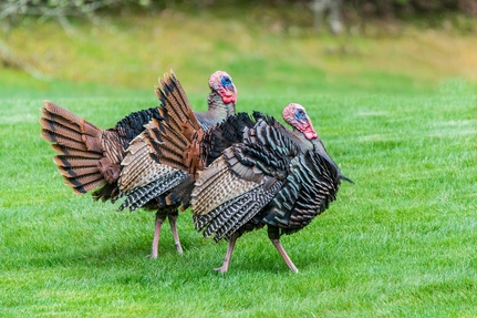 Witaminy dla KUR NIOSEK 10kg Witaminy i Mikroelementy dla Drobiu CHICK