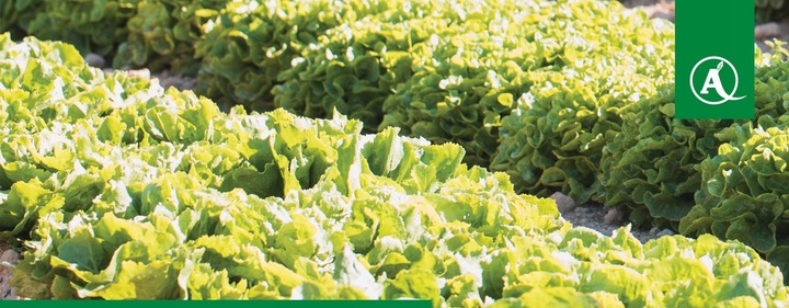 ŚRODEK GRZYBOBÓJCZY OPRYSK SCORPION 325 SC 500ML PARCH ZGNILIZNA PLEŚŃ