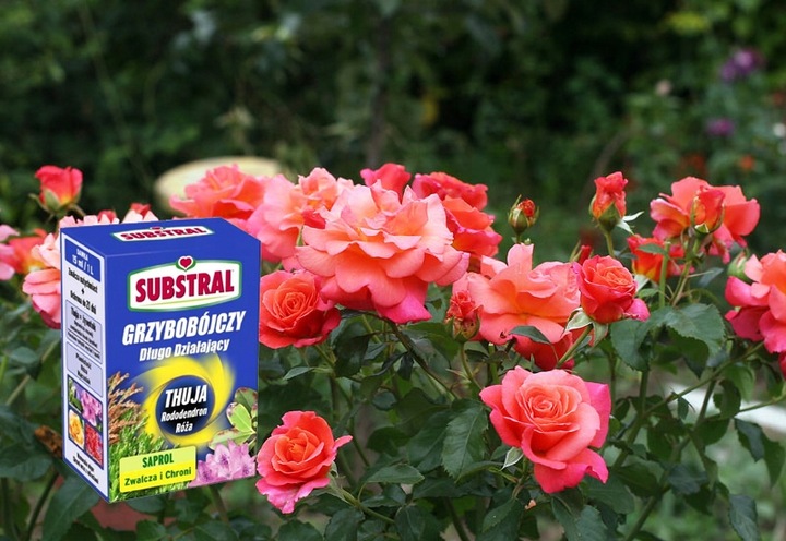 SUBSTRAL SAPROL OCHRONA TUI THUJA RÓŻE RODODENDRON ŚRODEK GRZYBOBÓJCZY 0,1L