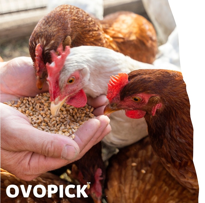 OVOPICK 10 kg+GRATIS muszle morskie dla kur niosek