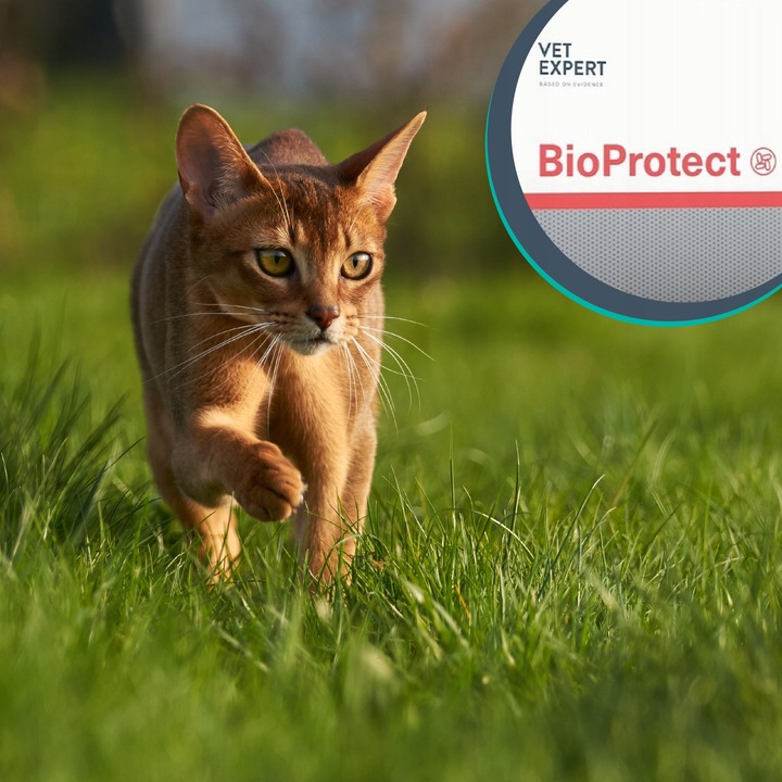 Probiotyk dla psów i kotów na biegunkę Vet Expert Bioprotect 60 kapsułek