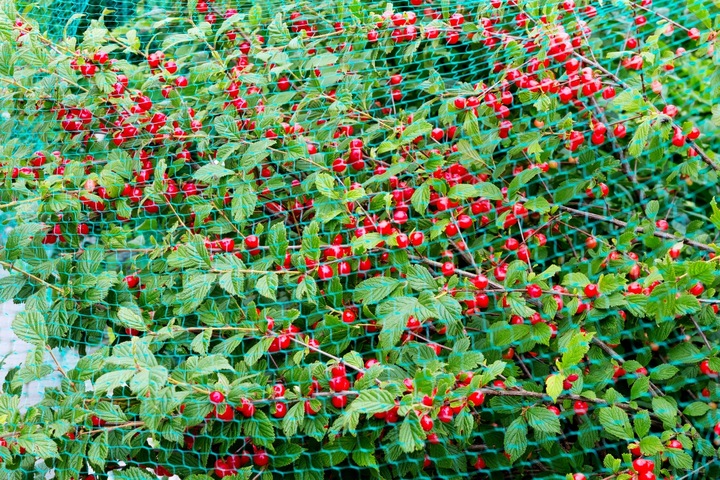 MOCNA SIATKA na PTAKI szpaki na BALKON DRZEWKA 10x10 m GRUBY SPLOT 20G