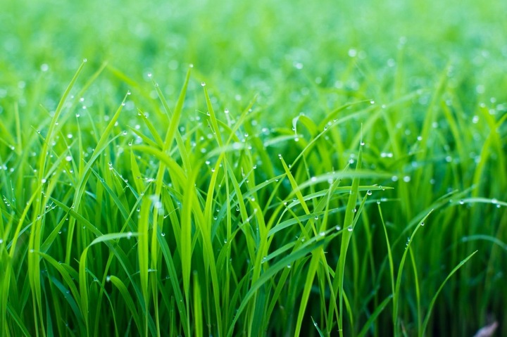 Chwastox COMPLEX 260 EW 1L chwasty trawniki boiska