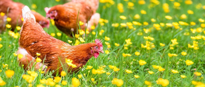ZNACZNIKI OBRĄCZKI KLIPSY DLA KUR KACZEK GĘSI PTAKÓW 16MM 0.5-2.5kg