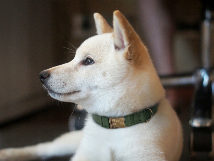 Grawerowana Obroża dla Psa Skórzana z Metalową Klamrą, Zielony kolor