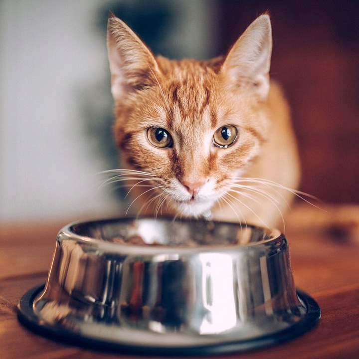 CLEO mix Karma sucha dla kotów dorosłych MIĘSO WITAMINY 10kg