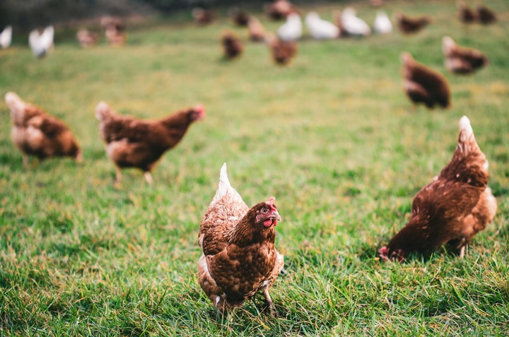 Pasza, karma dla kur KURKA NATURKA PROMOCJA 26.5KG + 1.5KG NUTRENA