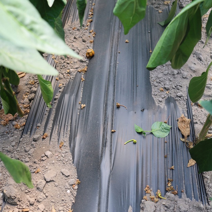 BioCover Materiał do Ściółkowania 1x20m | Ekologiczny i Biodegradowalny