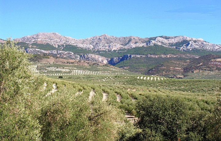 CAZORLA ROYAL hiszpańska oliwa extra virgin 1L