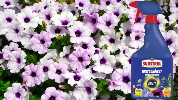 SAPROL GRZYBOBÓJCZY środek KWIATY: ZWALCZA CHRONI