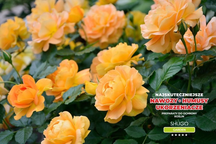 Nawóz do Róż 5 kg SHUGO