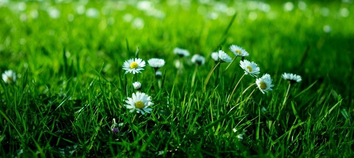 Proton Labs - Colostrum Liofilizowane 45% immunoglobulin 1000 mg | 60 kaps.