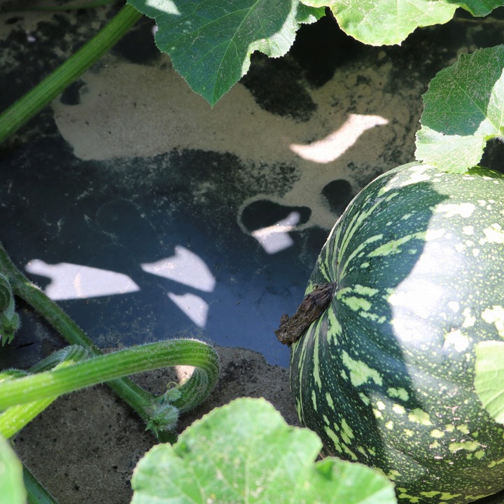 BioCover Materiał do Ściółkowania 1x20m | Ekologiczny i Biodegradowalny